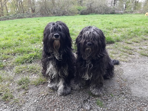 PON-Zuchthündin Bijou de la petite Coquine